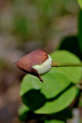 Magnolia wilsonii - šácholan Wilsonův - poupě - detail
